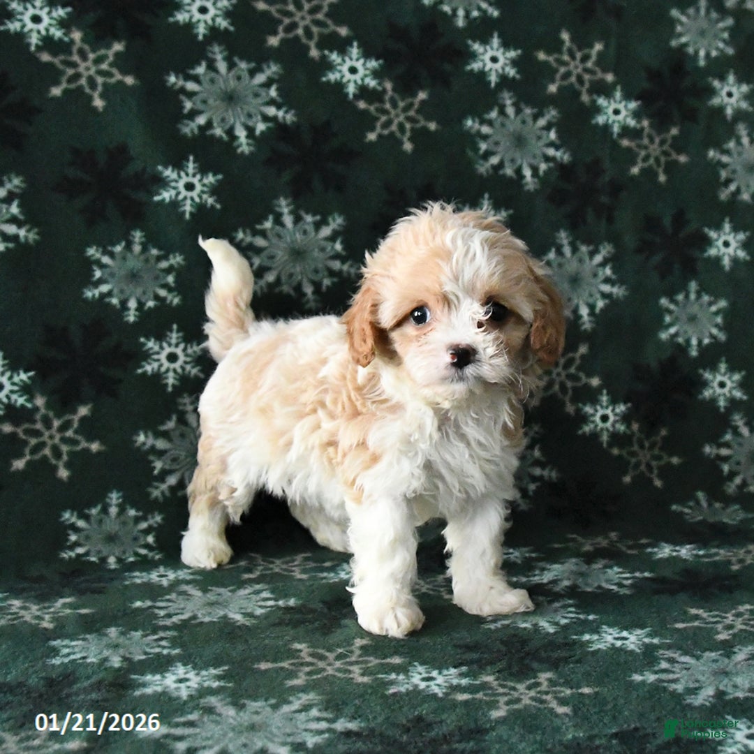 Cavapoo dogs for sale: Rosie - Ad 3