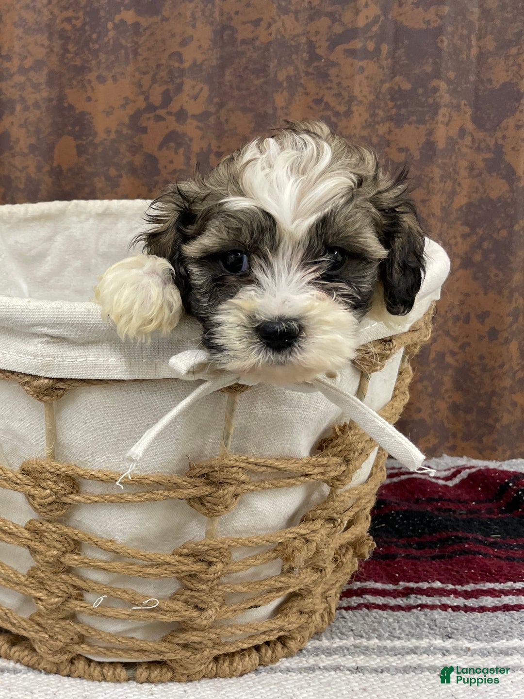 Shihpoo dogs for sale: Cortez - Ad 6