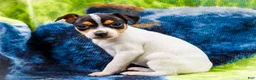 Mixed Breed dogs for sale: Taley - Ad 7