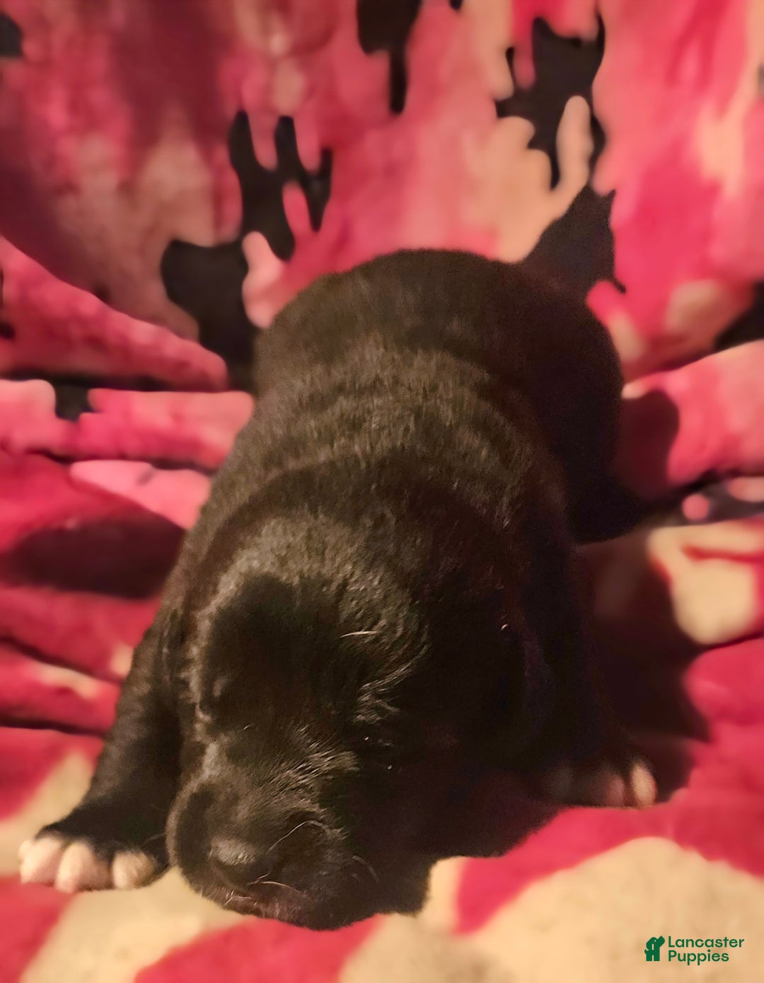 Border Collie dogs for sale: Joker - Ad 4