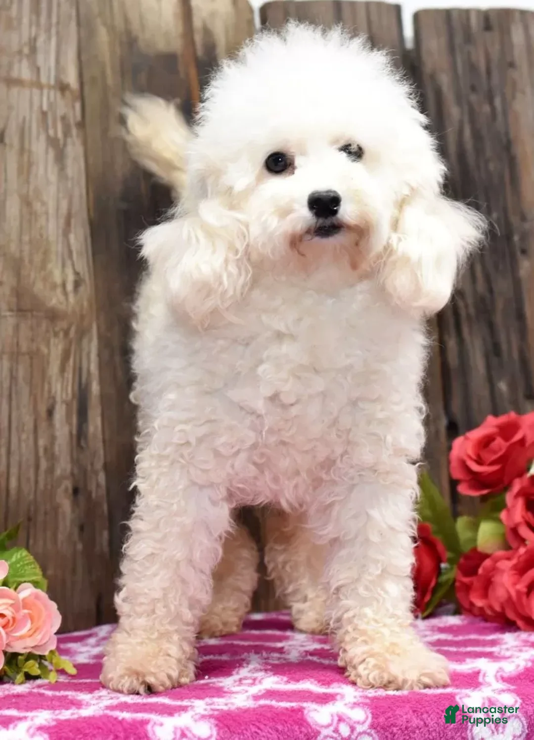 Toy Poodle dogs for sale: Tessa - Ad 7