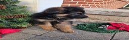 German Shepherd dogs for sale: Axel  - Ad 3