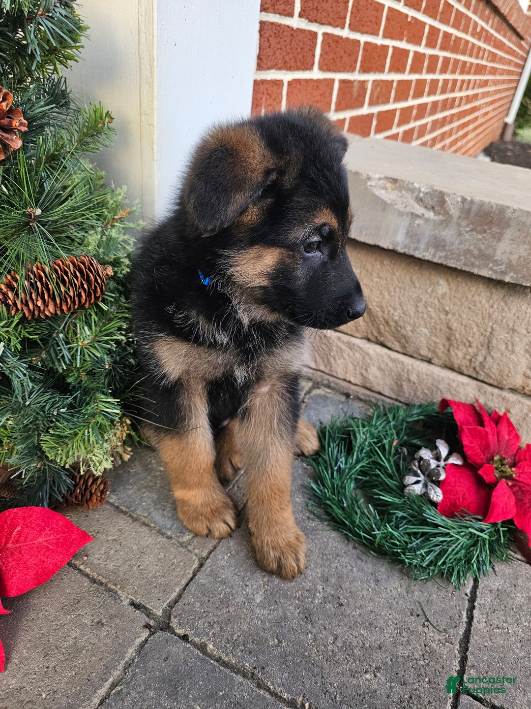 German Shepherd dogs for sale: Axel  - Ad 3