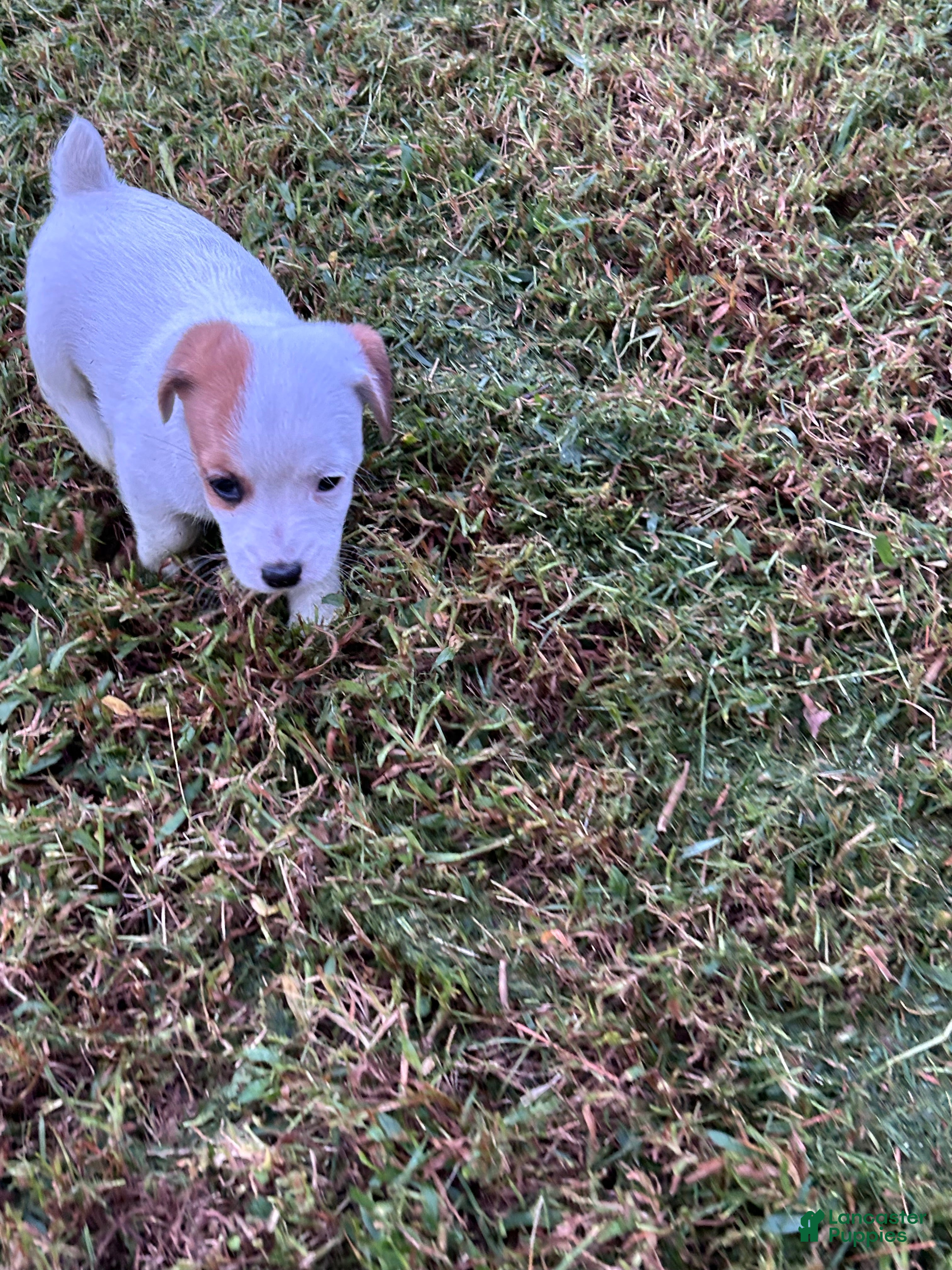 Jack Russell Terrier dogs Boy 2 - Ad 2