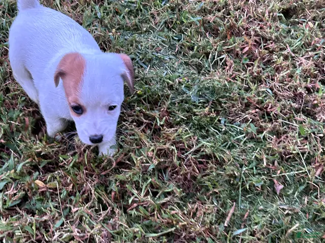 Jack Russell Terrier dogs for sale: Boy 2 - Ad 2
