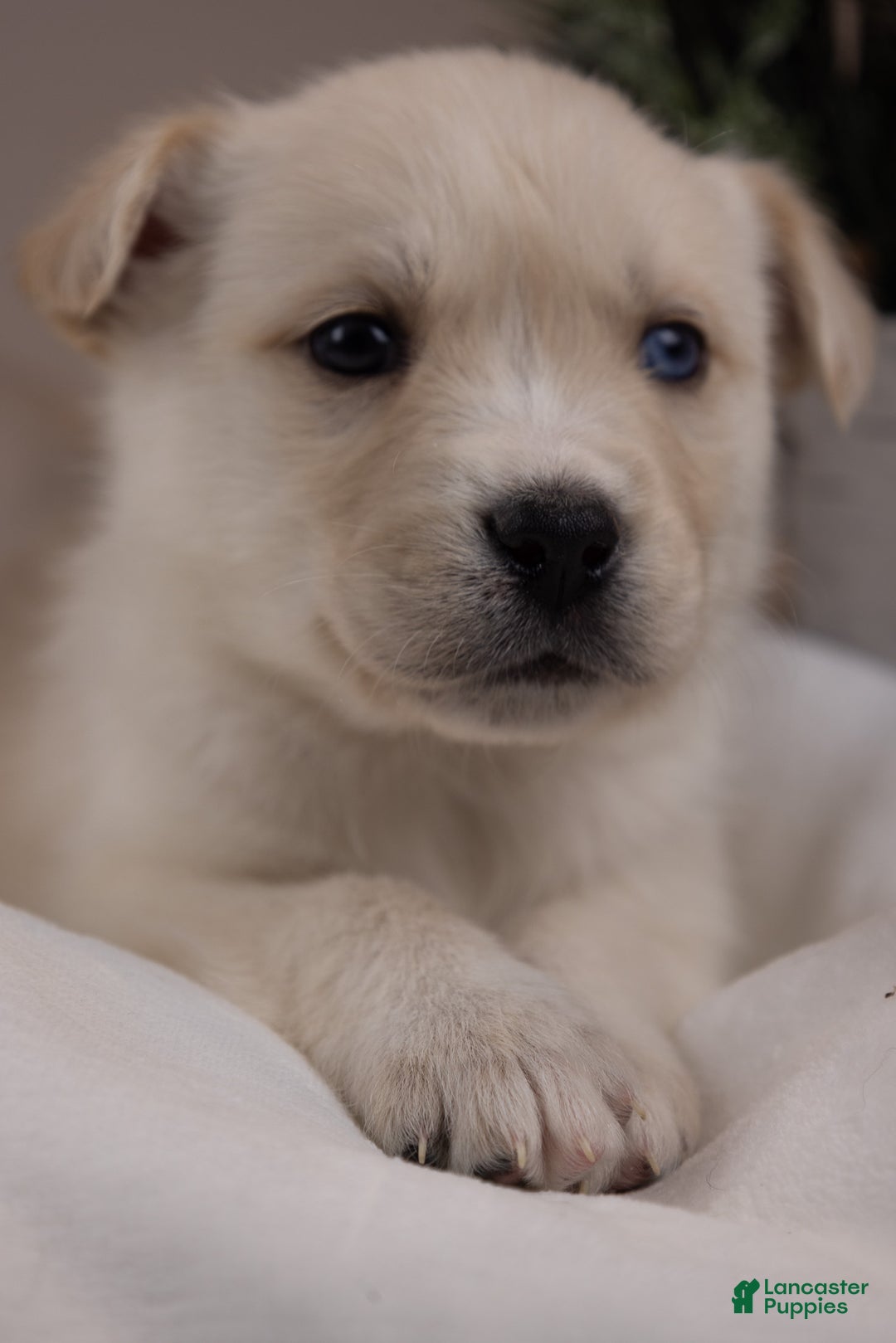 Goberian dogs for sale: Frosty - Ad 3