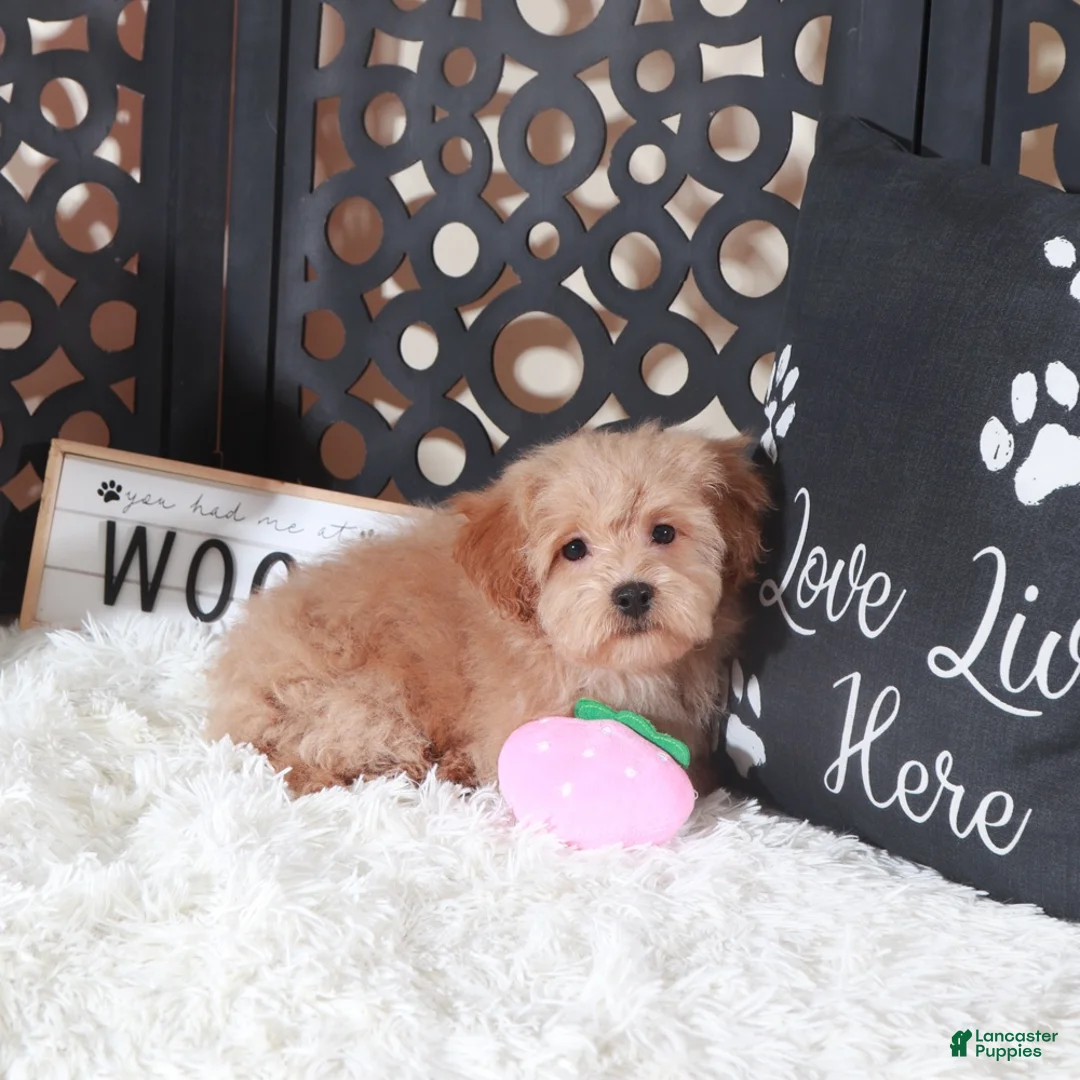 Maltipoo dogs for sale: Maltipoo Puppy Luna - Ad 4