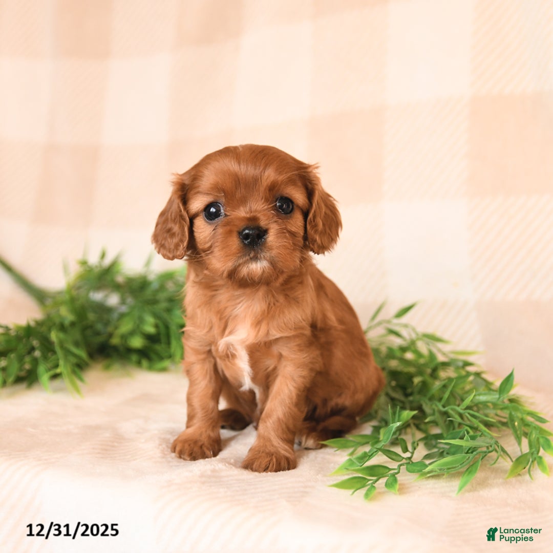 Cavalier King Charles Spaniel dogs for sale: Sailor - Ad 1