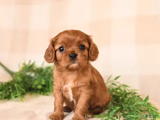 Cavalier King Charles Spaniel dogs Sailor - Ad 39