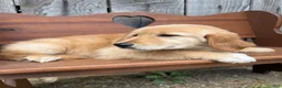 Golden Retriever dogs for sale: Duke - Ad 20
