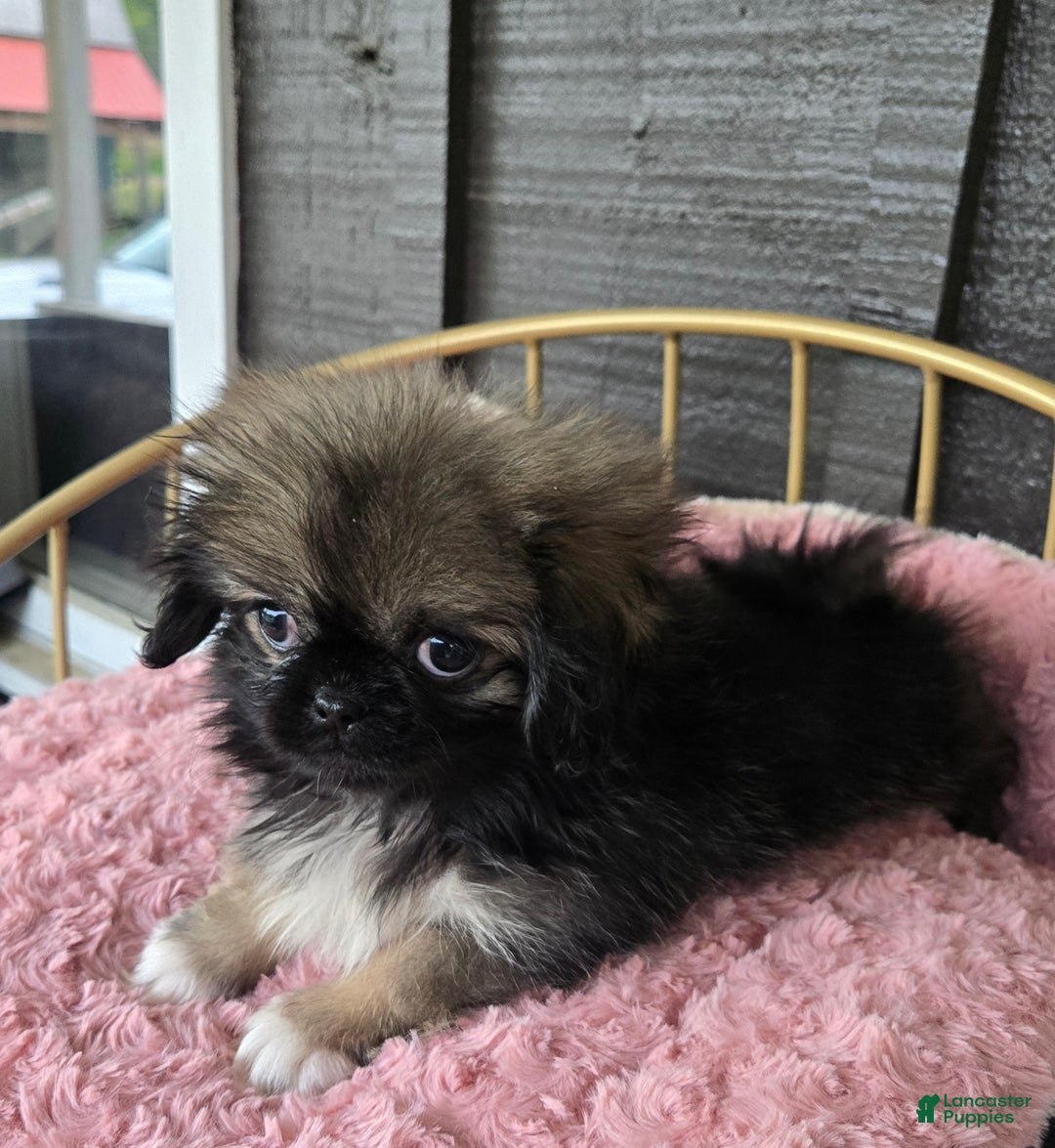 Dog Breeds Teacup Pekingese Puppies For Sale Pekingese Puppy For