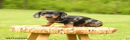 Dachshund dogs for sale: Arabella - Ad 5