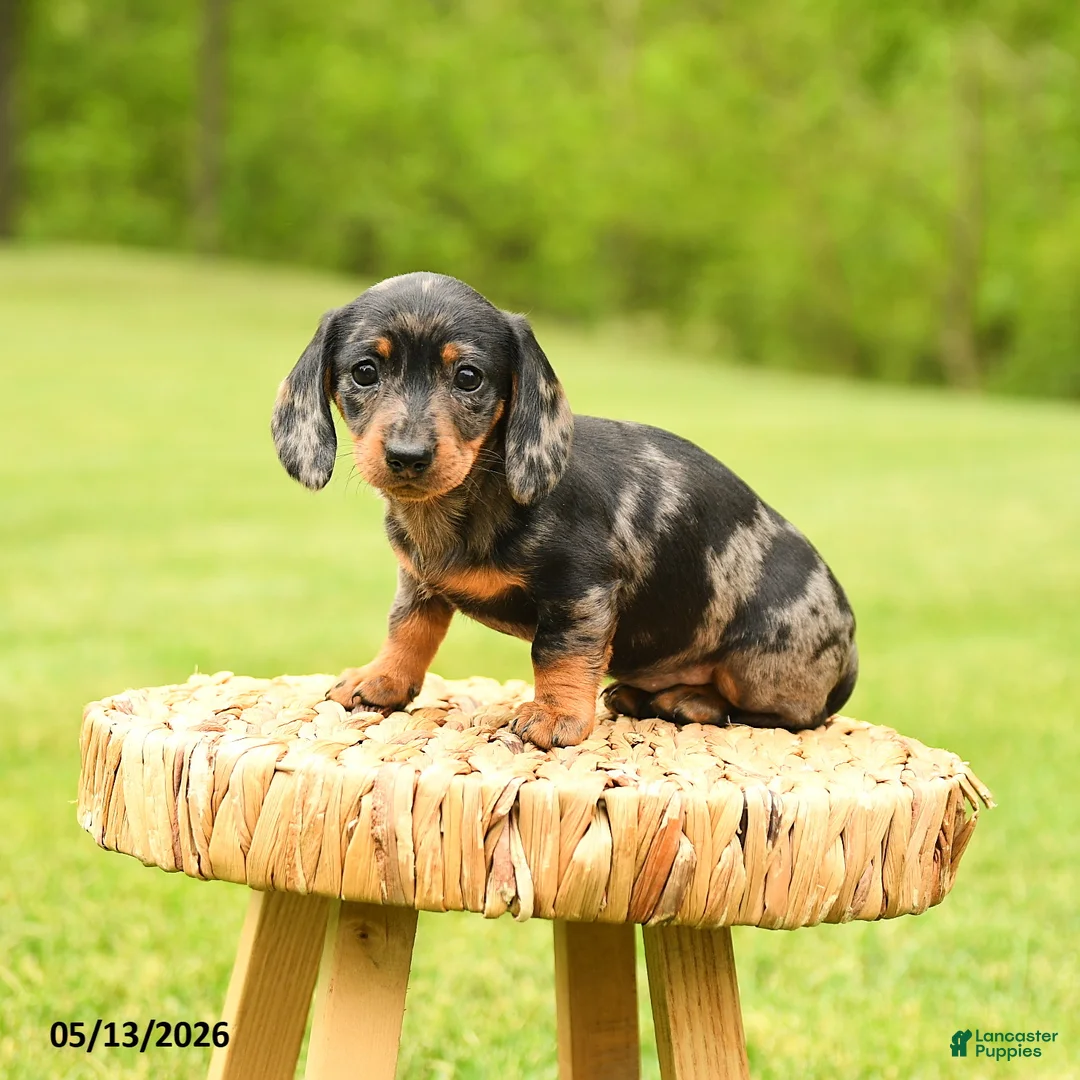 Dachshund dogs for sale: Arabella - Ad 5
