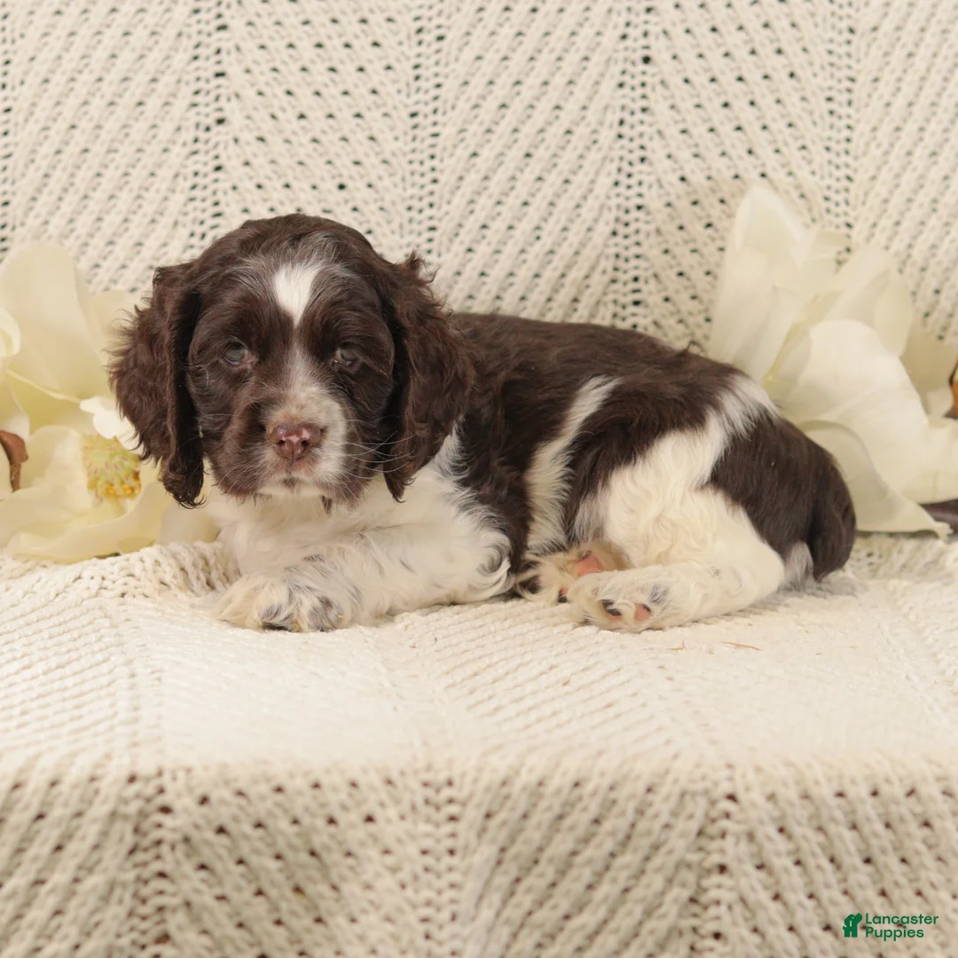 Cocker Spaniel dogs for sale: Buster - Ad 3
