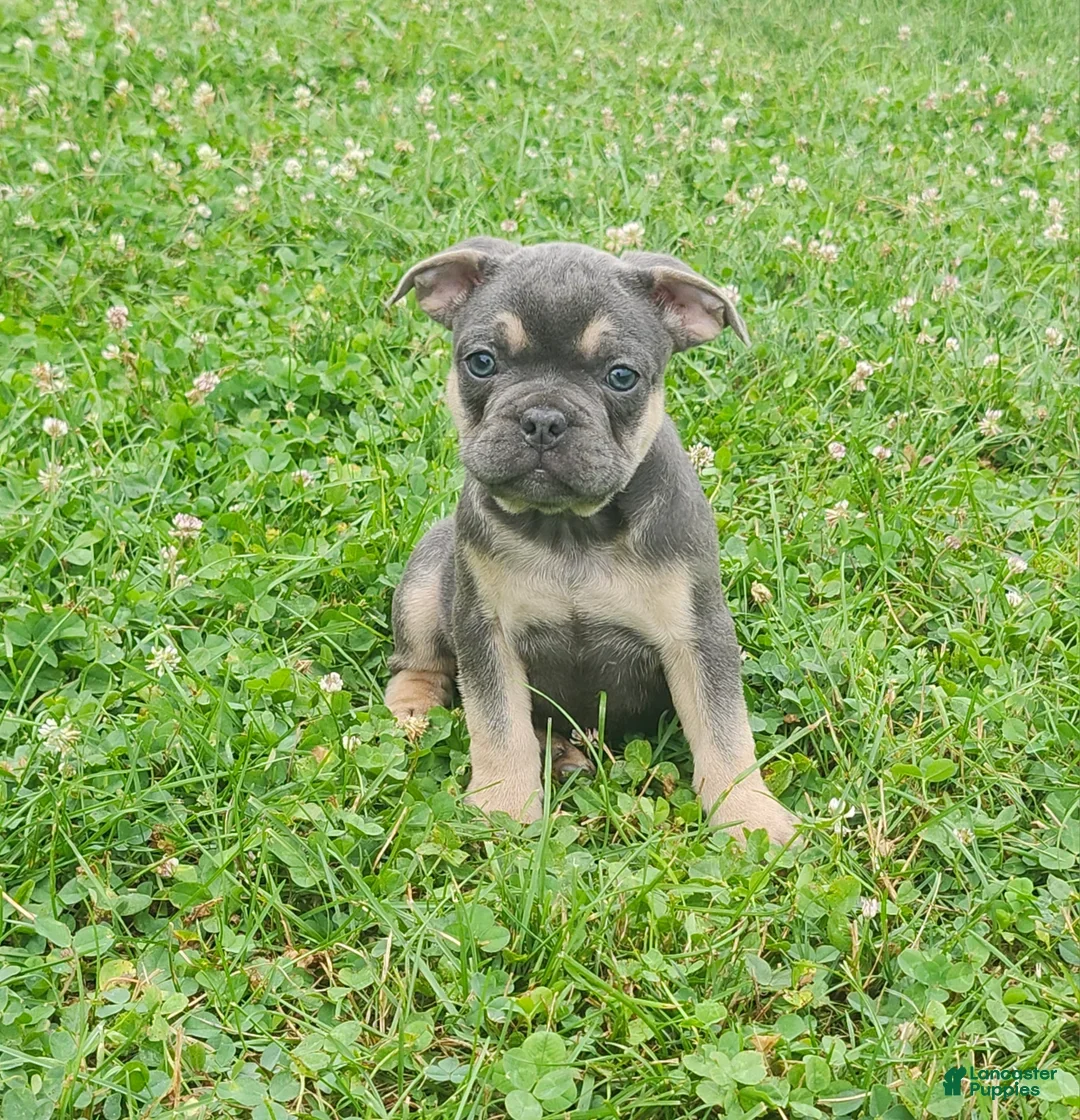 French Bulldog dogs for sale: Duke - Ad 4