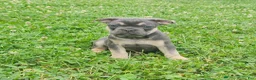 French Bulldog dogs for sale: Duke - Ad 1