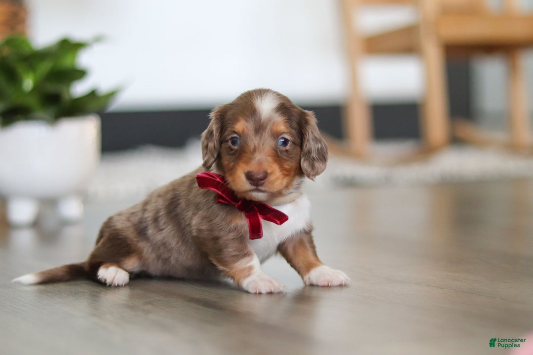 Dachshund dogs for sale: Jake - Ad 3