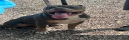 American Bully dogs for sale: American Bully 3 - Ad 5