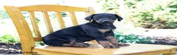Doberman Pinscher dogs for sale: Travis - Ad 4