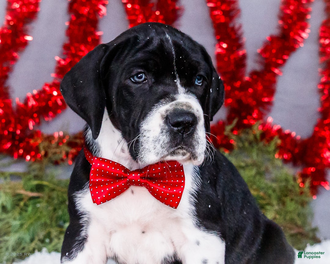 Great Dane dogs for sale: Cookie - Ad 1