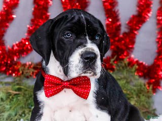 Great Dane dogs Cookie - Ad 24