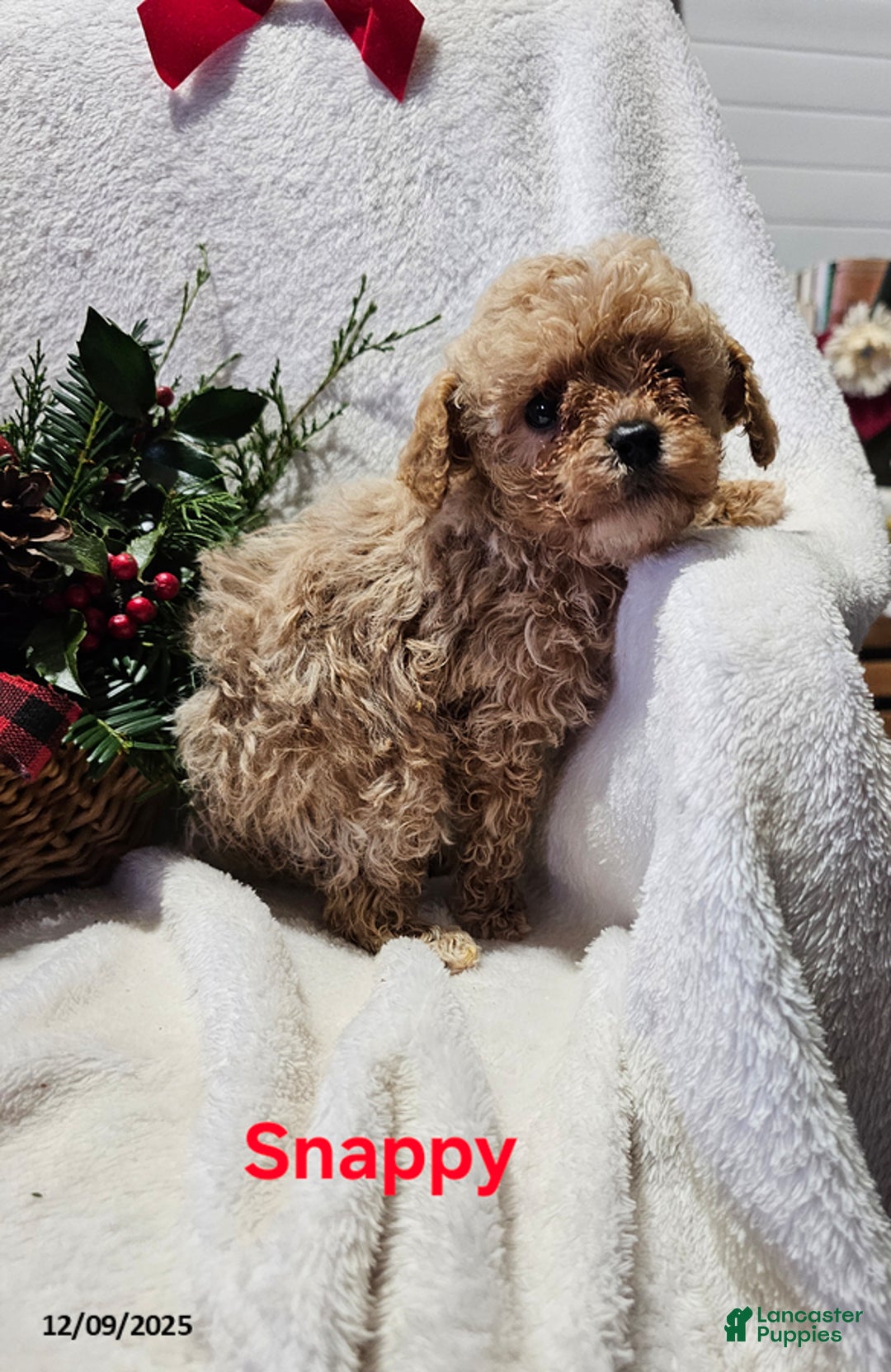 Havapoo dogs for sale: Snappy - Ad 1