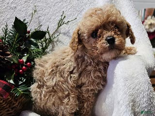 Havapoo dogs Snappy - Ad 28