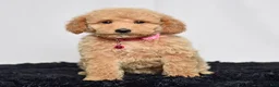 Mini Goldendoodle dogs for sale: Ms. Mia - Ad 3