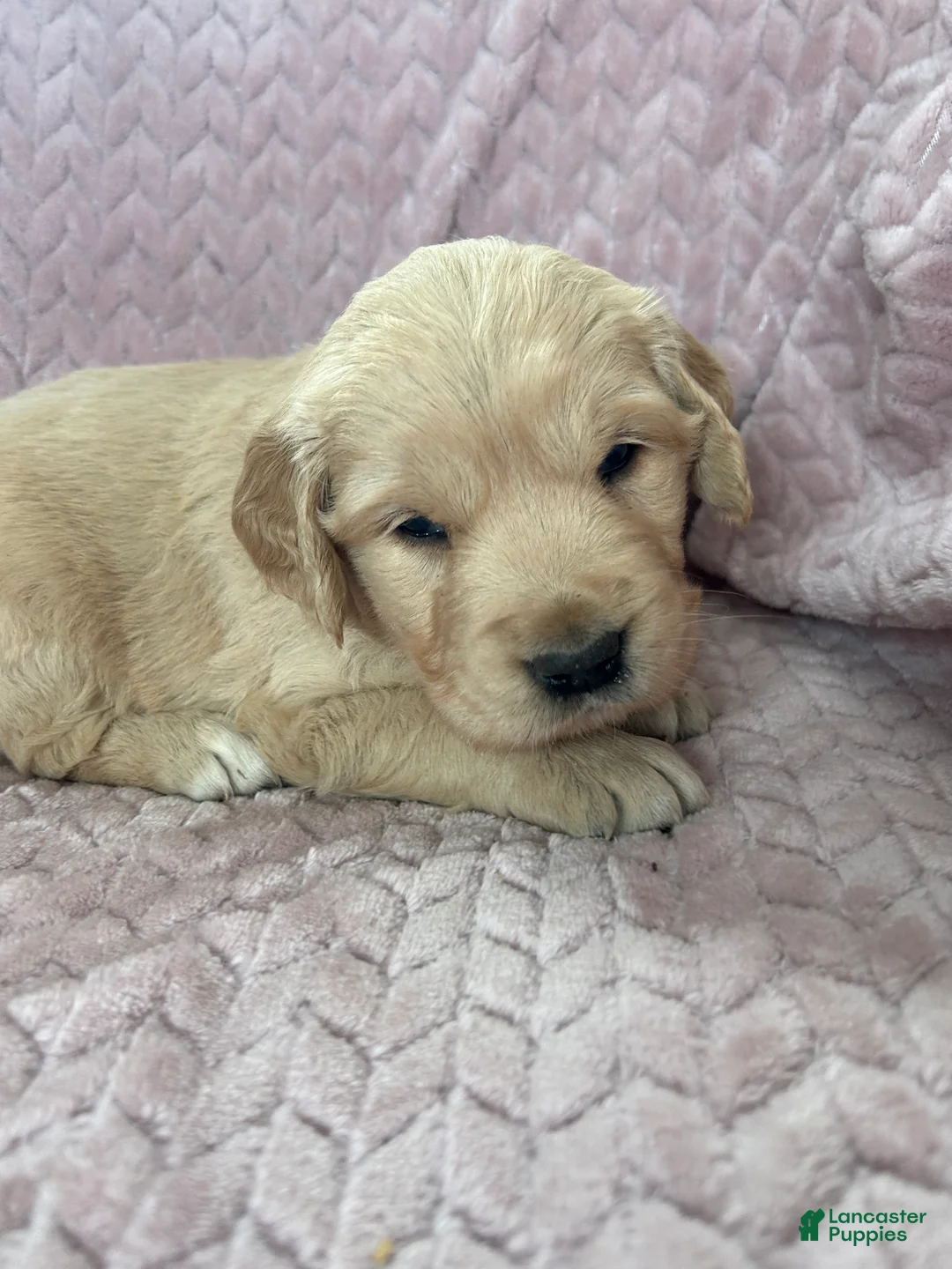 Golden Retriever dogs for sale: Muffin - Ad 9