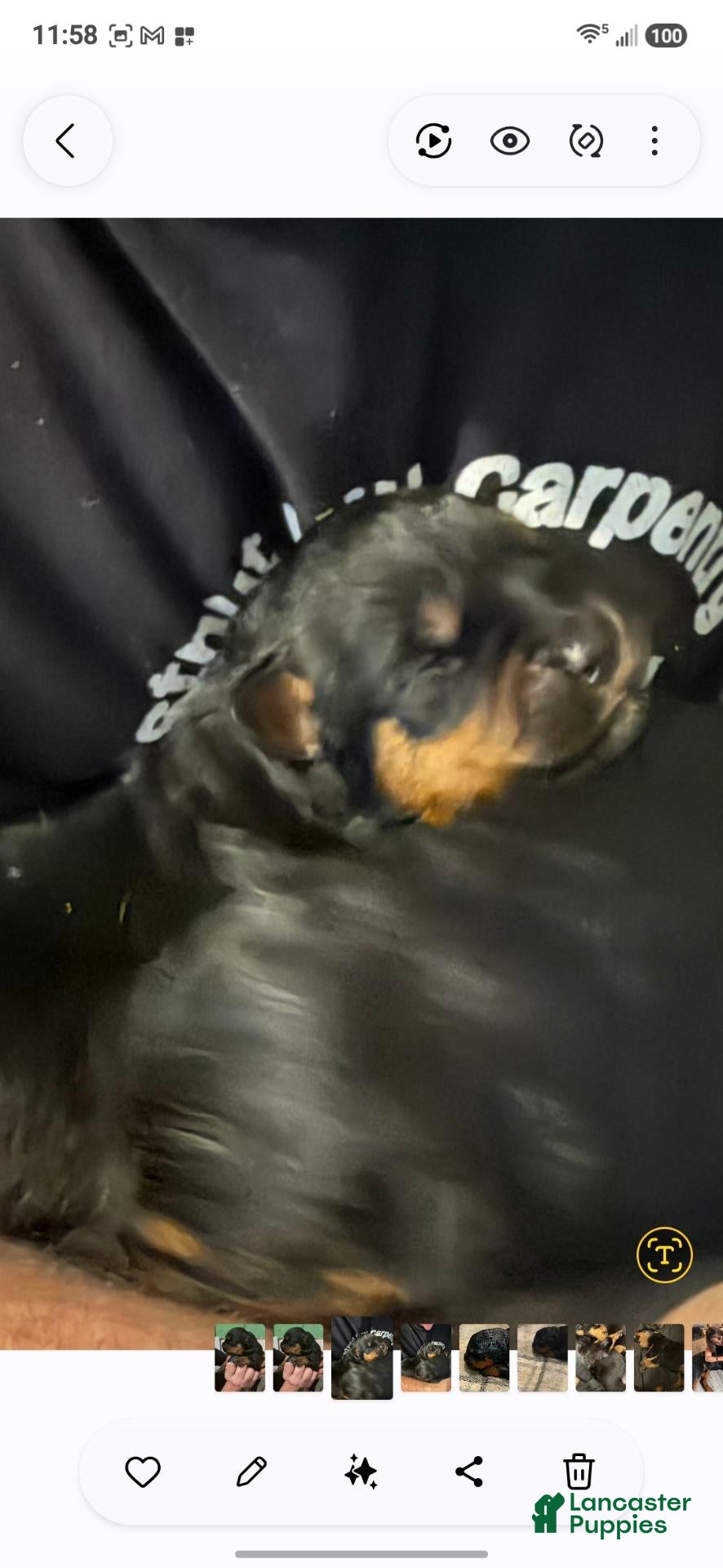 Rottweiler dogs Rottweiler 5 - Ad 15