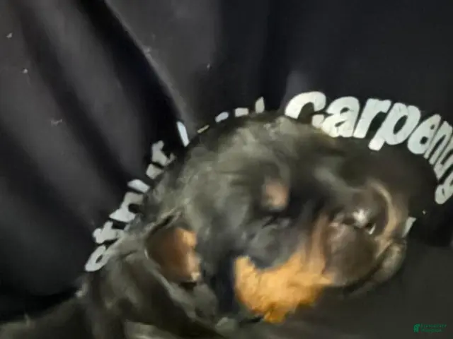 Rottweiler dogs for sale: Rottweiler 5 - Ad 14
