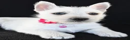 West Highland Terrier dogs for sale: Kenzie - Ad 4