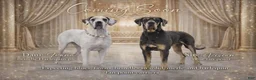 Great Dane dogs for sale: Brown collar  - Ad 2