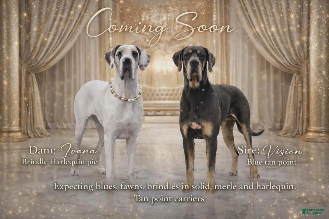 Great Dane dogs for sale: Brown collar  - Ad 2