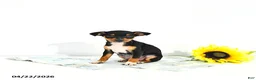 Miniature Pinscher dogs for sale: Jack       EXTRA SMALL - Ad 4