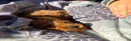 Toy Poodle dogs for sale: Wilbur - Ad 4