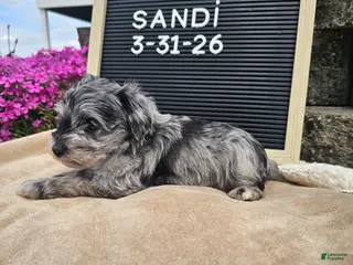 Miniature Schnauzer dogs for sale: Sandi - Ad 1