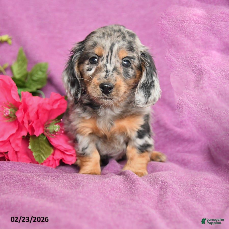 Dachshund dogs Casy - Ad 1