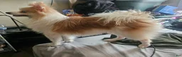 Pomeranian dogs for sale: Male pomeranian  - Ad 5