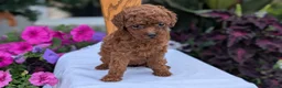 Toy Poodle dogs for sale: Zion - Ad 7