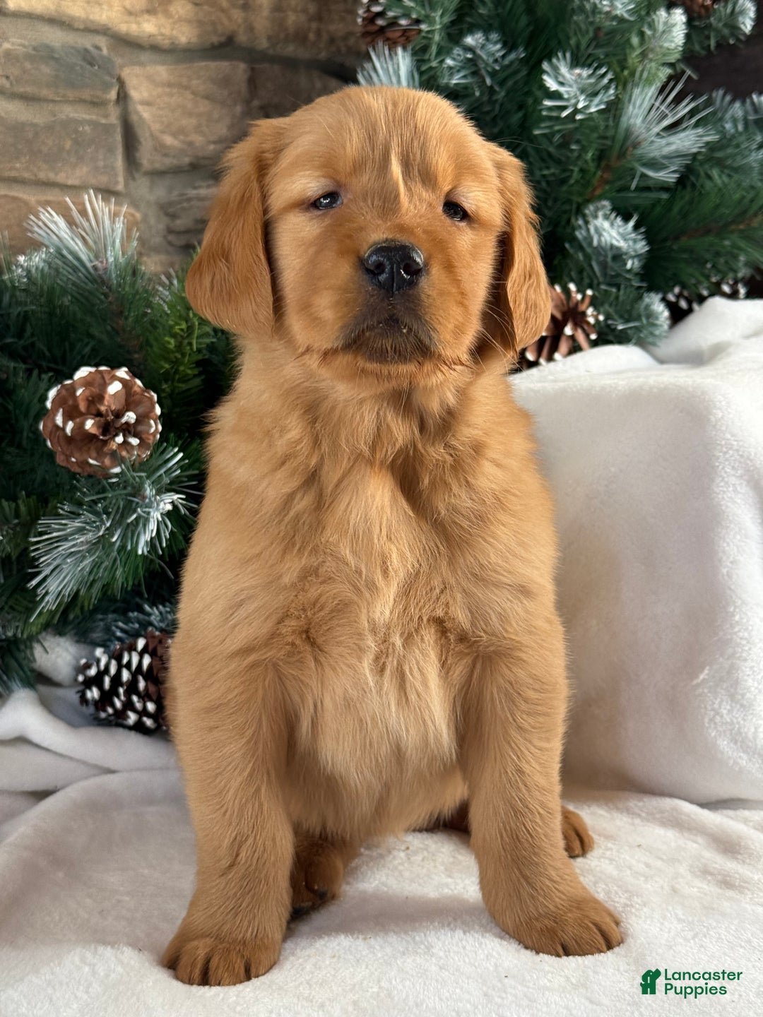 Golden Retriever dogs for sale: Pippa - Ad 3