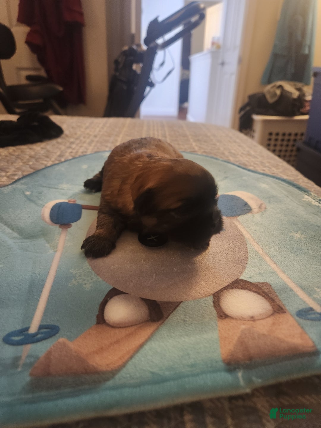 Shih Tzu dogs for sale: Shih Tzu Puppy 3 - Ad 1