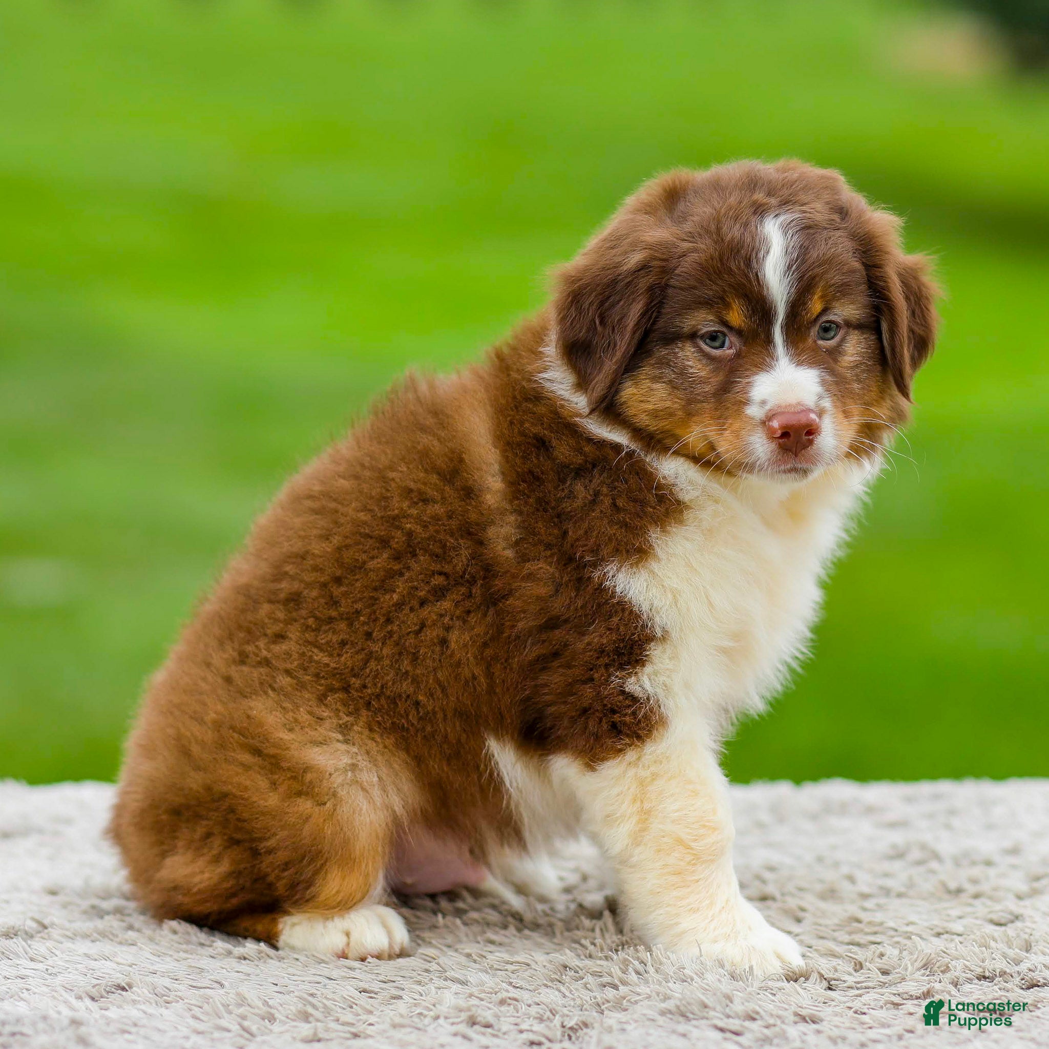 Miniature Australian Shepherd dogs Grant - Ad 2