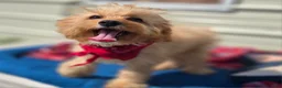 Cavapoo dogs for sale: Miles - Ad 8
