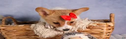 Welsh Corgi Pembroke dogs for sale: Conner  - Ad 5