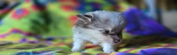 Pomeranian dogs for sale: Charles - Ad 4