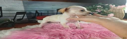 Chihuahua dogs for sale: White girl chi 2. Hand delivery  - Ad 4