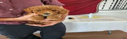Mini Goldendoodle dogs for sale: Heidi - Ad 3