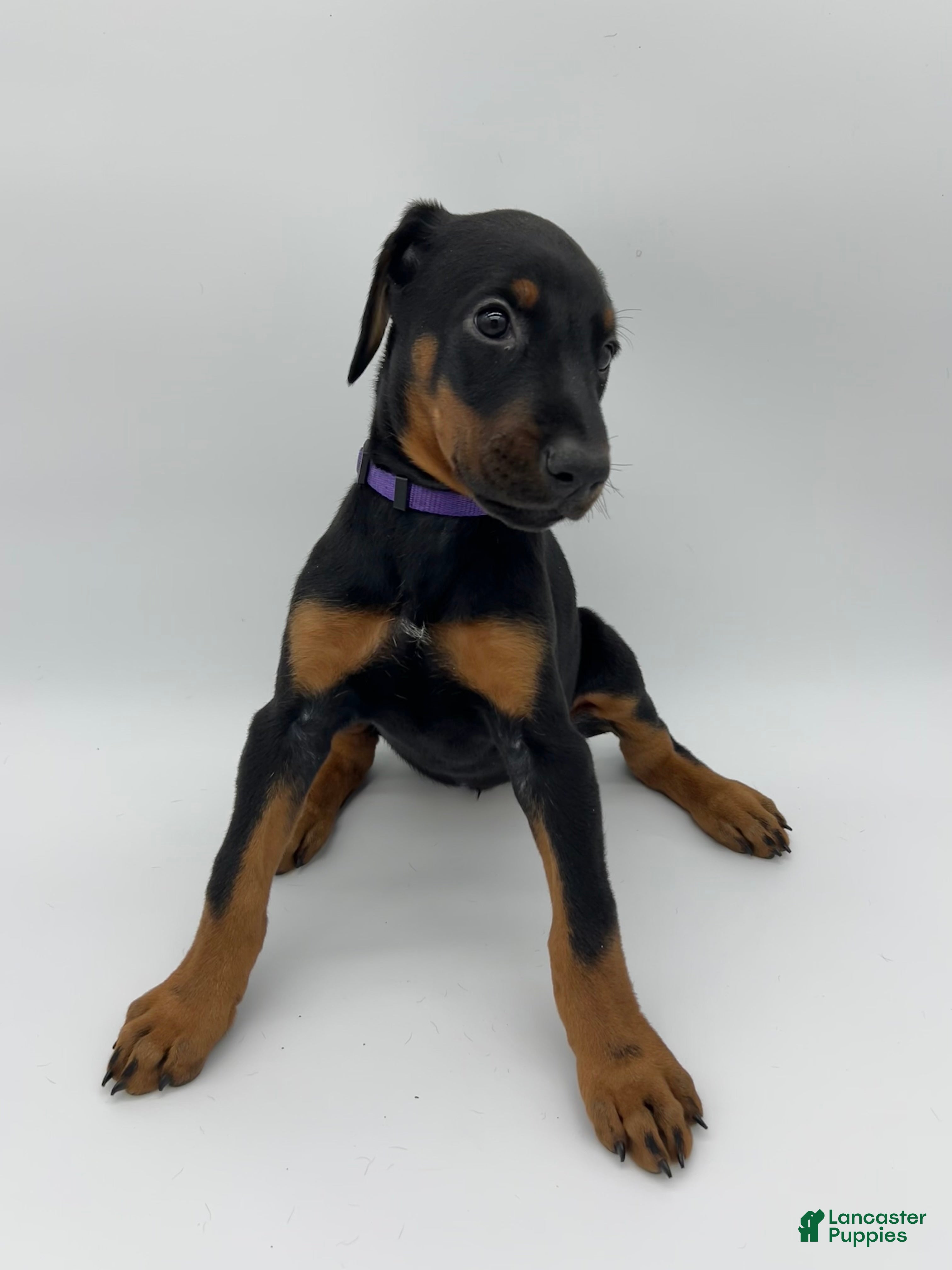 Doberman Pinscher dogs Purple - Ad 15