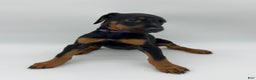Doberman Pinscher dogs for sale: Purple - Ad 1